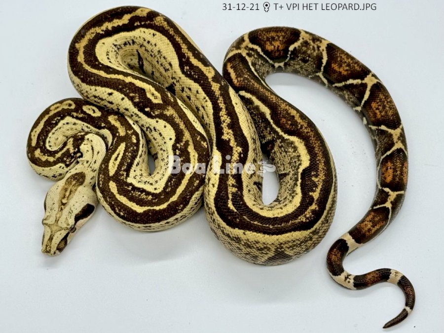 T+ VPI HET LEOPARD